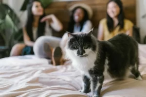 Najlepsza kuweta dla kota – Ranking na luty 2026