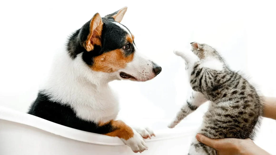 Czy kot może jeść psią karmę? Wyjaśniamy!