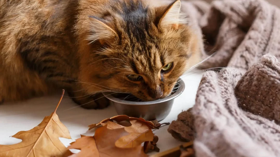 Ile razy dziennie karmić kota? Najważniejsze zasady!