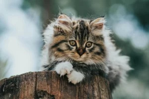 Czym karmić małego kota? Poradnik żywieniowy